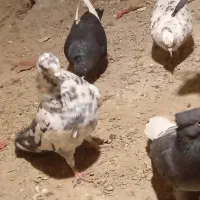 کفتر