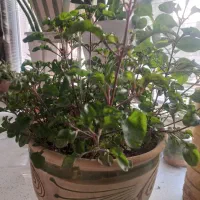 گل طبیعی رویا