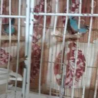 فنچ آبی پوش