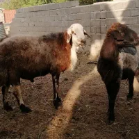 قوچ بره گوسفند