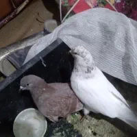 کفتر|پرنده|سیرجان, |دیوار