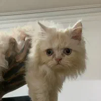 توله پرشین اصل ماده|گربه|رشت, آب و برق|دیوار