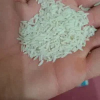 برنج نیم دانه و برنج شقه