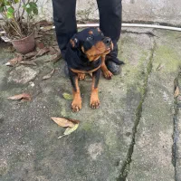 رتوایلر 4 ماهه واگذار می شود|سگ|خوشرودپی, |دیوار