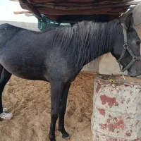 کره اسب|اسب و تجهیزات اسبسواری|گله دار, |دیوار