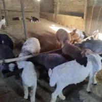 بره