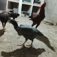 تخم لاری ،مرغ لاری