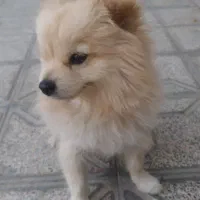 واگذاری دو عدد شبتزو (نه به رایگان)|سگ|کرمانشاه, |دیوار