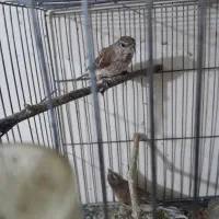 سهره سینه سرخ