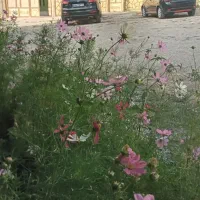 سویت ومنزل ویلایی کوهرنگ|اجارهٔ کوتاه‌مدت آپارتمان و سوئیت|شهرکرد, |دیوار