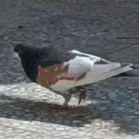 یال قهوه ای