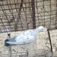 زاجر کیلومتری|پرنده|یزد, |دیوار