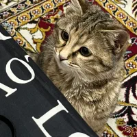 واگزاری گربه