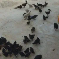 جوجه اصل محلی|حیوانات مزرعه|کاکی, |دیوار