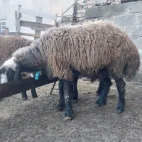 برهنرچاقوخمیر|حیوانات مزرعه|سیمین شهر, |دیوار