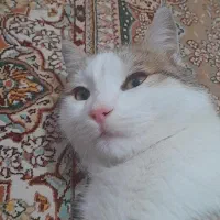 گربه نر dsh|گربه|رودهن, |دیوار