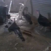 بوقلمون ماده و نه