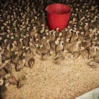 بلدرچین گوشتی زنده