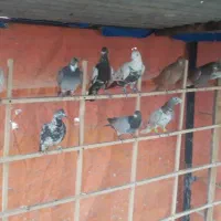 دسته کبوتر سرور پلاکی بزک چاشنی