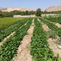 لوبیا سبز کارزان آب چاه
