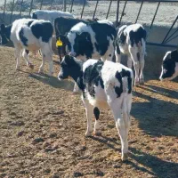 گوساله ماده صنعتی|حیوانات مزرعه|نیشابور, شهرآرا|دیوار