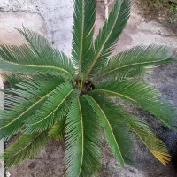 گل سیکاس|گل و گیاه طبیعی|صومعه‌سرا, |دیوار