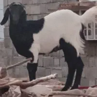 فروش ۱عدد گوسفند ماده