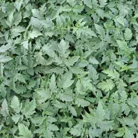 نشا گلخانه ای بذر دافنیس