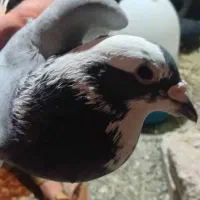 کبوتر|پرنده|ایرانشهر, |دیوار