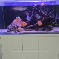 اکواریوم ریملس شیشه کریستال با فیلتر سطلی