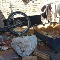 بز کره|حیوانات مزرعه|میبد, |دیوار