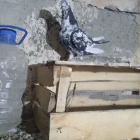 کبوتر سوسکی|پرنده|شاهین دژ, |دیوار