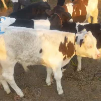 گوساله نر گوشتی سیمتال برای پرواری