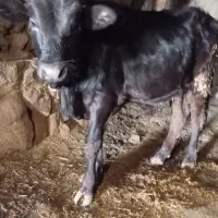 گوساله نر اصل جنس دار|حیوانات مزرعه|آبش احمد, |دیوار