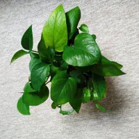 حراج گیاه|گل و گیاه طبیعی|بهبهان, |دیوار