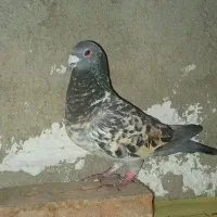 سه عدد کبوتر ماده پرشی|پرنده|چالدران, |دیوار