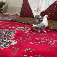 جفت ساتن|پرنده|زابل, |دیوار