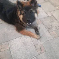 فروش سگ نگهبان