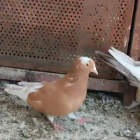 کبوتر بهبهانی ماده حراج دونه ی ۳۰۰تومن