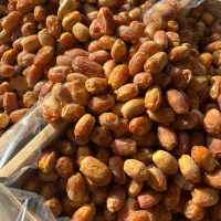 خرما قصب زاهدی