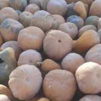 کدوی شیرین وزرد
