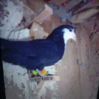 کرواتی نر زدو خوردی