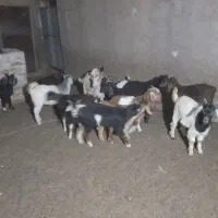 بزغاله رگایی