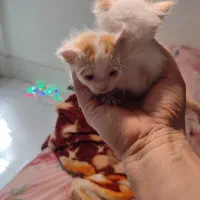 گریه نر دو عدد دوماه نبمه