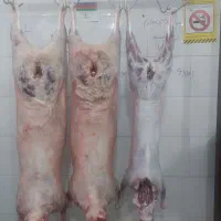 کله پاچه کهره و بره پاک کرده