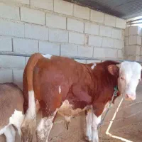 خرید فروش انواع گاو