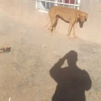 تازی جوان شکاری|سگ|تربت جام, جلگه موسی آباد|دیوار