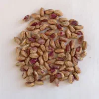 مغز پسته اعلا