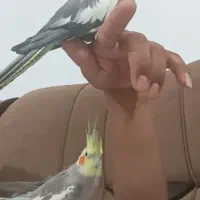 جفت عروس هلندی  مولد اهلی و نیمه اهلی رام