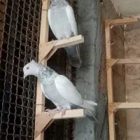 ماده سینه سوسنی|پرنده|مرودشت, کوشک|دیوار